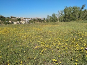 Era prehistoria en flor