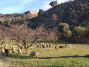 Ovejas bajo el bastión yacimiento Cerro Encina