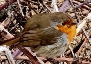 petirrojo yacimiento C. Encina