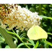 Mariposa limonera