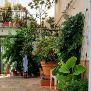 Albuñuelas plantas