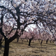 Almendros flor Nigüelas